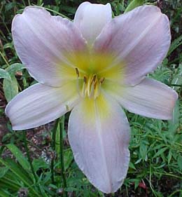 Hemerocallis Unknown