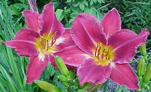 Hemerocallis Unknown