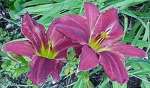 Hemerocallis Unknown