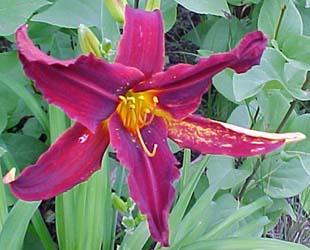 Hemerocallis Unknown