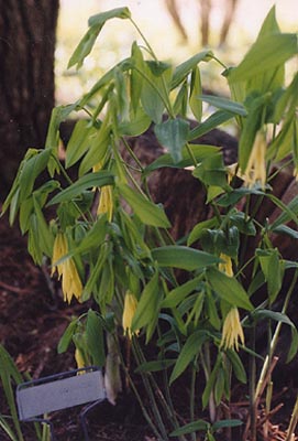 Uvularia grandiflora 