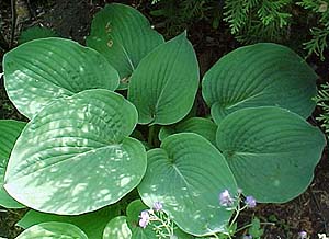 Hosta 'Valentine Lace'