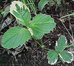 Fragaria 'Variegata'