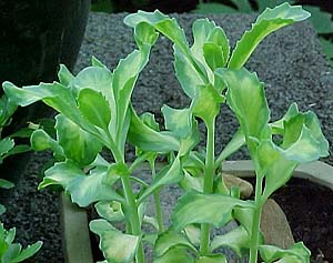 Sedum spectabile 'Variegatum'