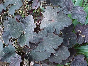 Heuchera americana 'Velvet Night'