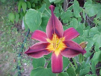 Hemerocallis 'Velvet Wine'