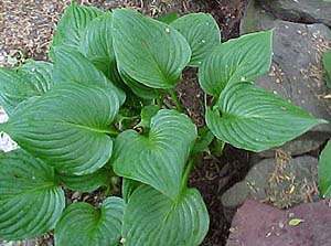 Hosta ventricosa 