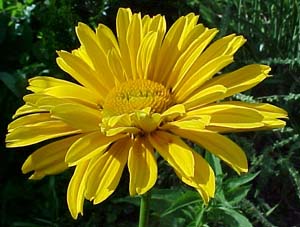 Helianthus 'Venus'