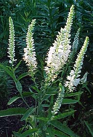 Veronica alpina 'Alba'