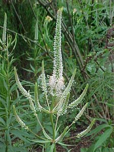 Veronicastrum virginicum 'Album'