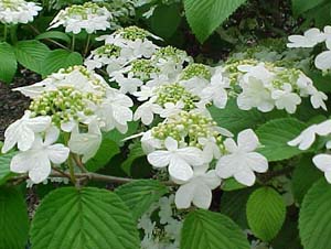 Viburnum plicatum tomentosum 'Shasta'