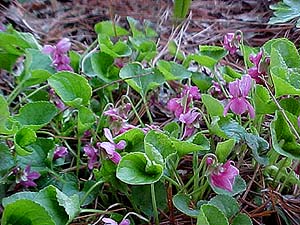 Viola 'Rosina'