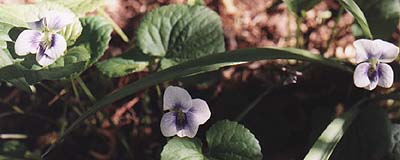 Viola sororia 