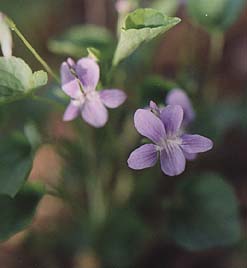 Viola conspersa 