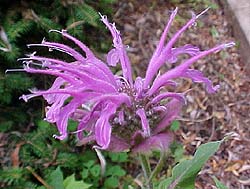 Monarda didyma 'Violet Queen'