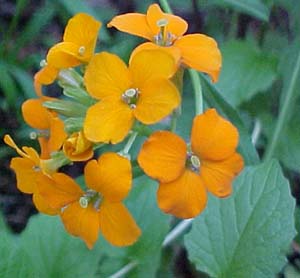 Erysimum asperum 