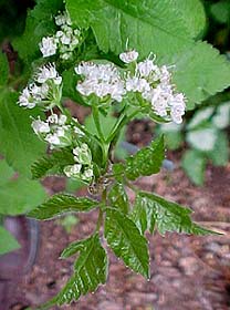 Hydrophyllum virginianum 