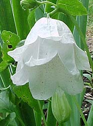 Campanula takesimana 'Wedding Bells'