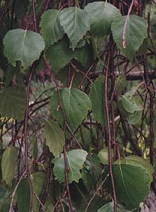 Betula pendula 