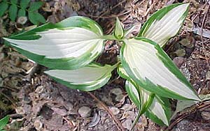 Hosta 'White Christmas'