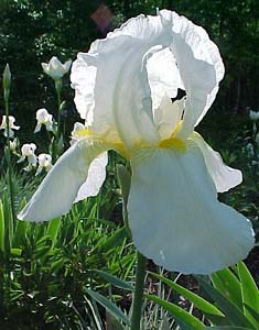 Iris germanica Unknown