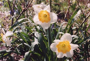 Narcissus 