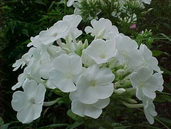 Phlox carolina 'Miss Lingard'