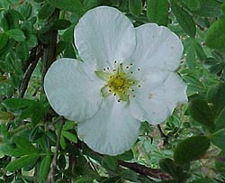 Potentilla fruticosa 'Alba'