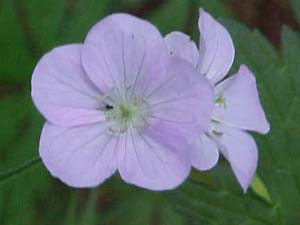 Geranium maculatum 