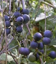 Vitis vinifera 