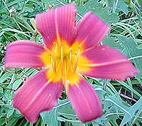 Hemerocallis 'Wild Heart'