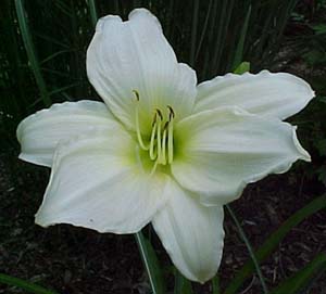 Hemerocallis 'Window Dressing'