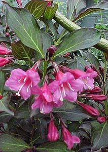 Weigela florida 'Wine and Roses'