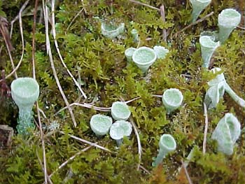 Cladonia carneola 