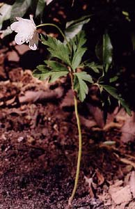 Anemone Japanese Wood Anemone