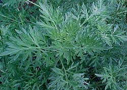 Artemesia absinthium 'Lambrook Silver'