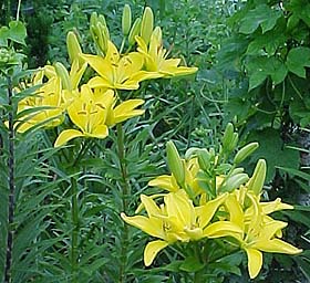 Lilium asiaticum 