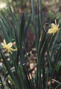 Narcissus 