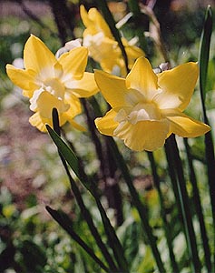 Narcissus 