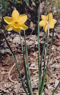 Narcissus 