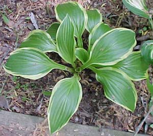 Hosta 'Yellow Splash Rim'