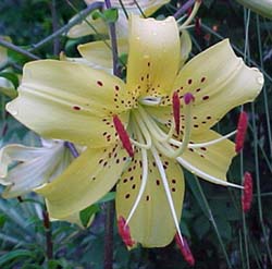 Lilium tigridum 