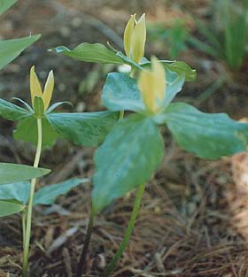 Trillium cuneatum 