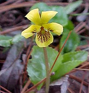 Viola rotundifolia 