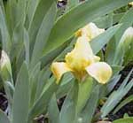 Iris pumila 