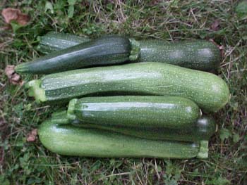 Zucchini 